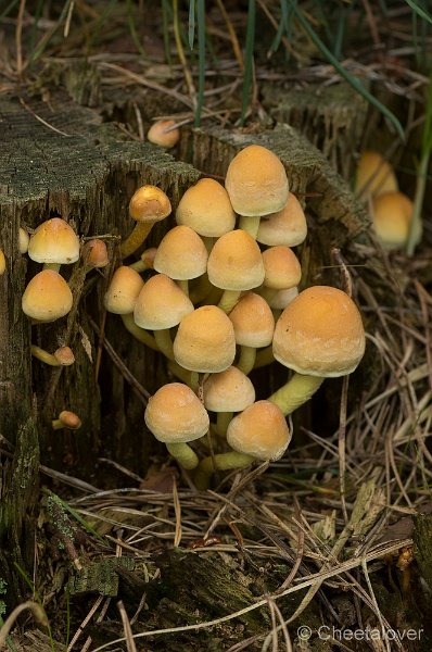 _DSC7190.JPG - Park de Hoge Veluwe
