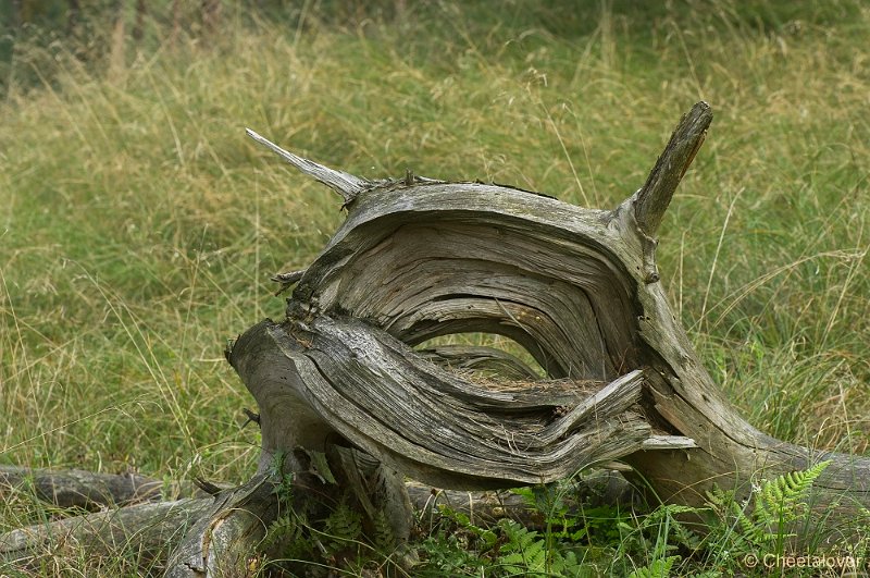 _DSC7191.JPG - Park de Hoge Veluwe