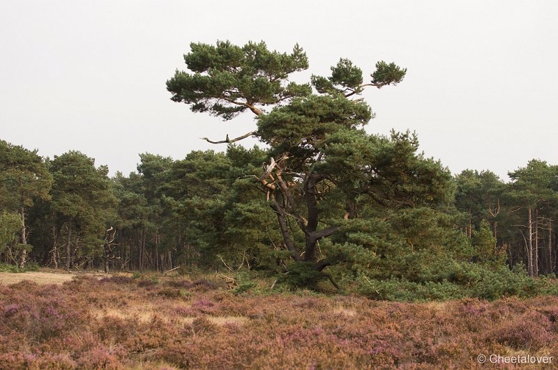 _DSC7206.JPG - Park de Hoge Veluwe