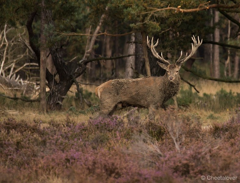 _DSC7220.JPG - Park de Hoge Veluwe