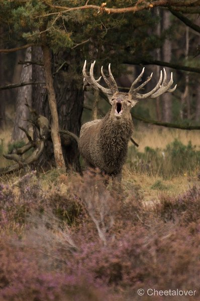 _DSC7227.JPG - Park de Hoge Veluwe