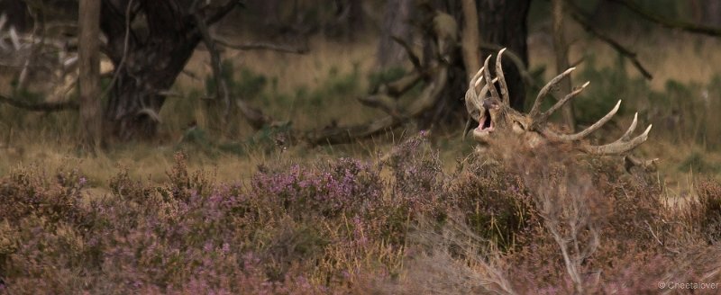 _DSC7236.JPG - Park de Hoge Veluwe
