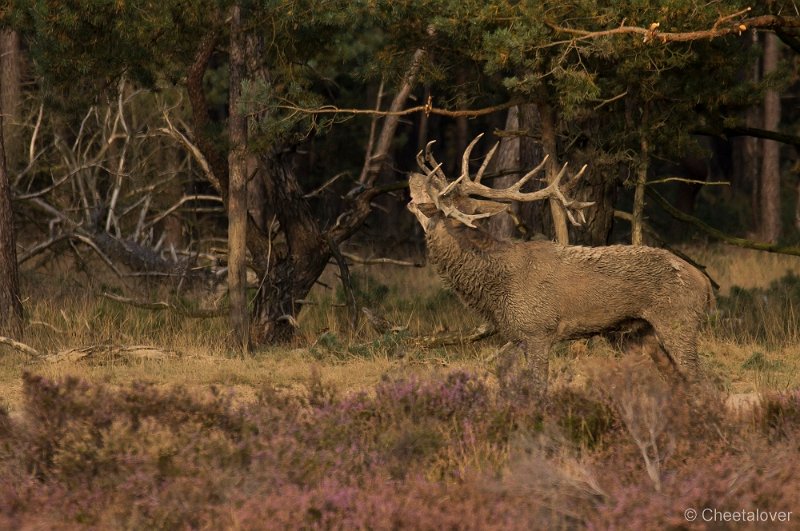 _DSC7269.JPG - Park de Hoge Veluwe