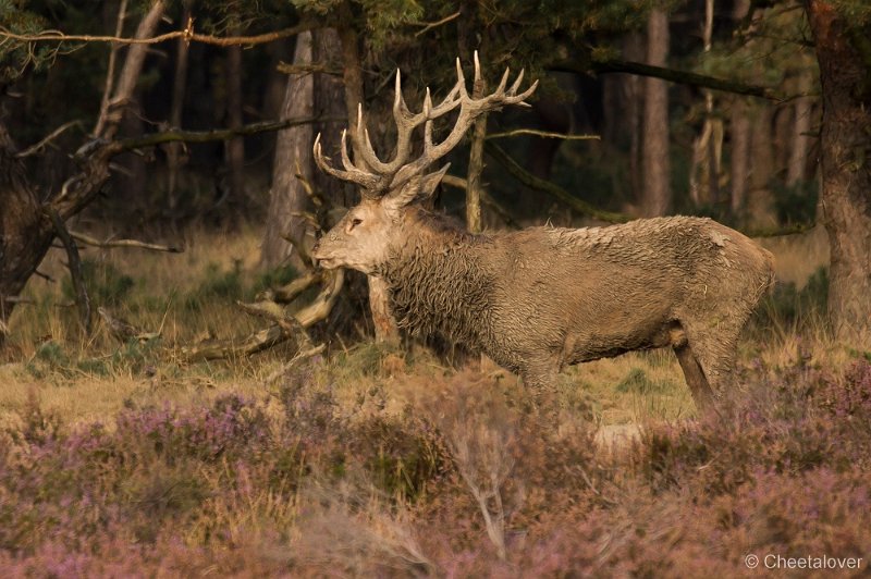 _DSC7285.JPG - Park de Hoge Veluwe