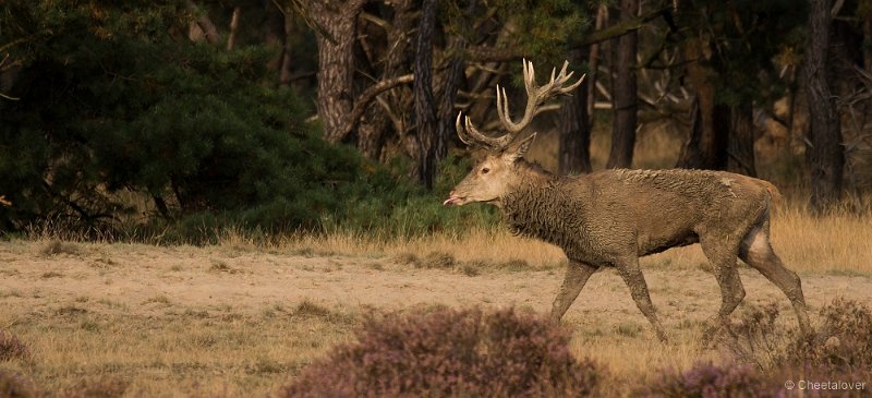 _DSC7288.JPG - Park de Hoge Veluwe