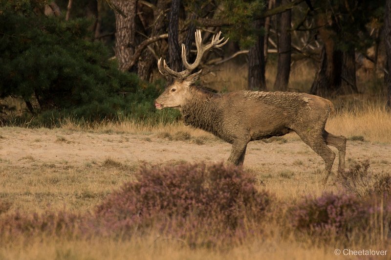 _DSC7289.JPG - Park de Hoge Veluwe