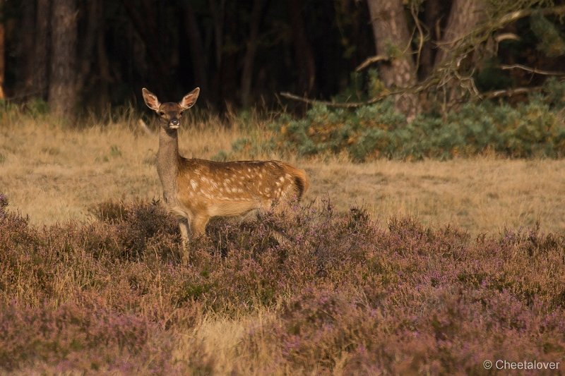 _DSC7305.JPG - Park de Hoge Veluwe
