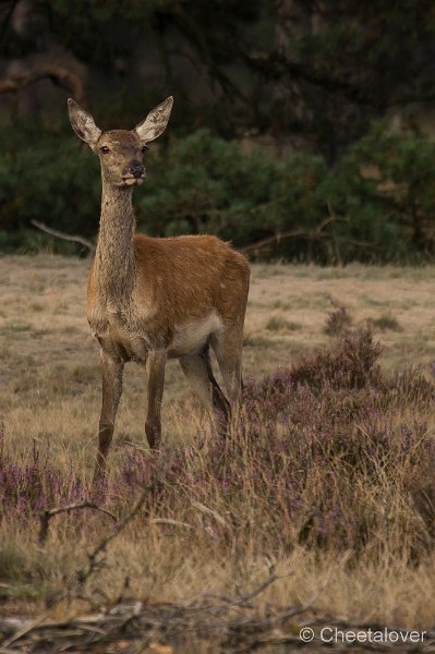 _DSC7328.JPG - Park de Hoge Veluwe