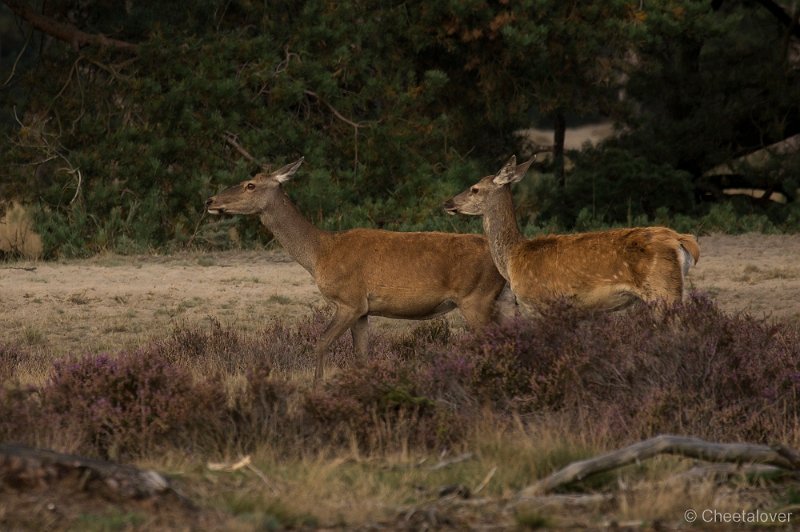 _DSC7330.JPG - Park de Hoge Veluwe