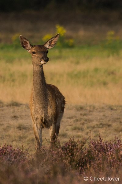 _DSC7350.JPG - Park de Hoge Veluwe