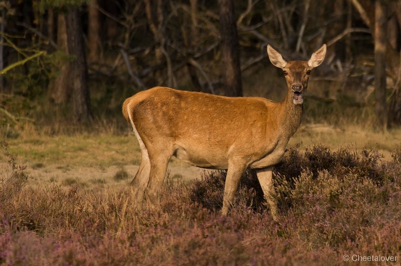 _DSC7357.JPG - Park de Hoge Veluwe