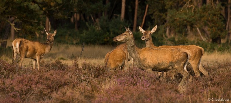 _DSC7383.JPG - Park de Hoge Veluwe