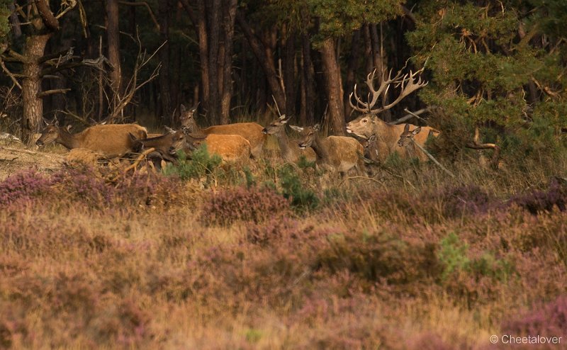 _DSC7394.JPG - Park de Hoge Veluwe