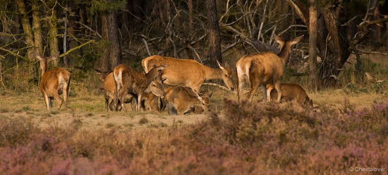_DSC7399.JPG - Park de Hoge Veluwe