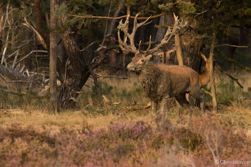 _DSC7422.JPG - Park de Hoge Veluwe
