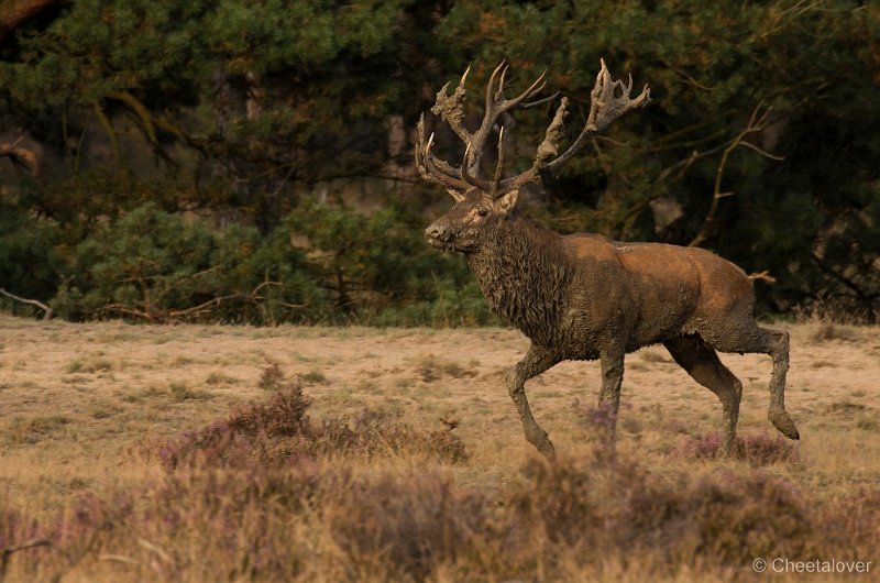 _DSC7430.JPG - Park de Hoge Veluwe