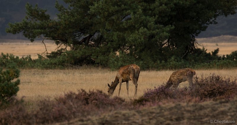 _DSC7446.JPG - Park de Hoge Veluwe