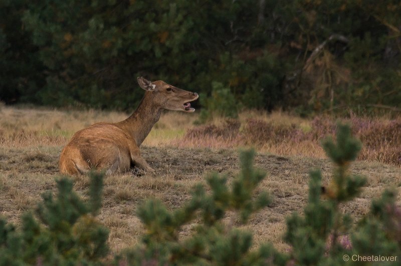 _DSC7473.JPG - Park de Hoge Veluwe