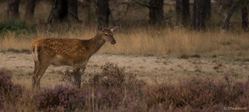 _DSC7481.JPG - Park de Hoge Veluwe