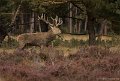 _DSC7217
