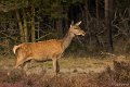 _DSC7343