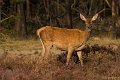 _DSC7357