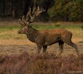 _DSC7434