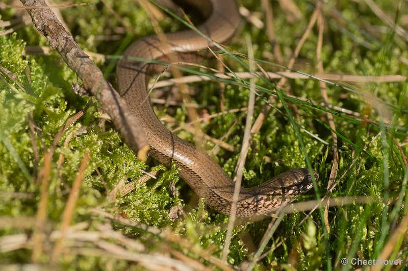 _DSC6635.JPG - Park de Hoge Veluwe