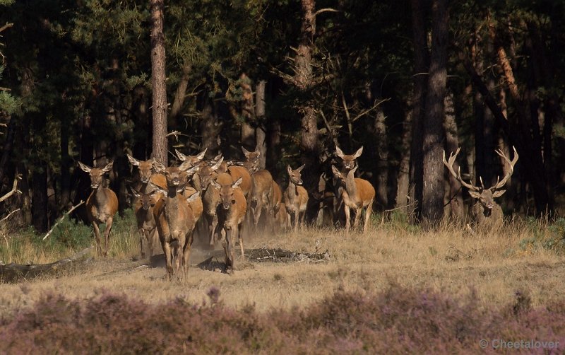 _DSC6647.JPG - Park de Hoge Veluwe
