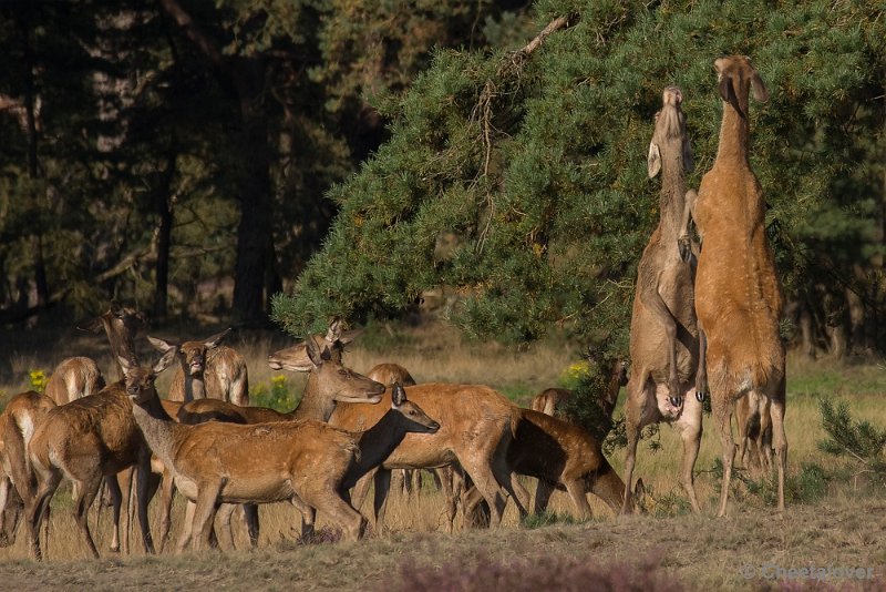 _DSC6688.JPG - Park de Hoge Veluwe