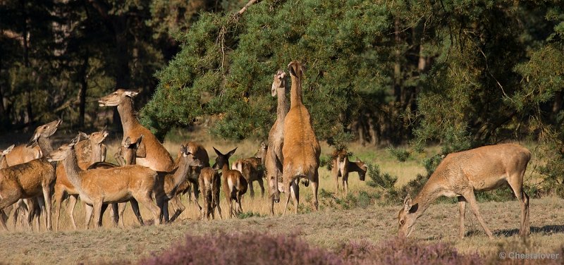 _DSC6698.JPG - Park de Hoge Veluwe