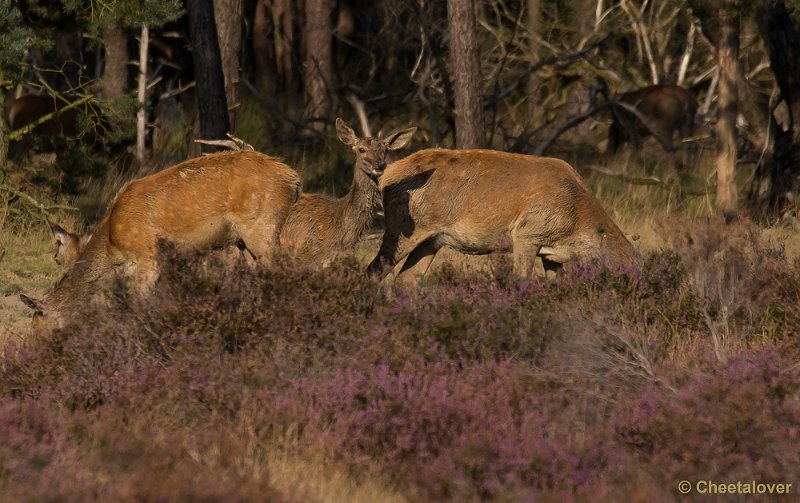 _DSC6749.JPG - Park de Hoge Veluwe
