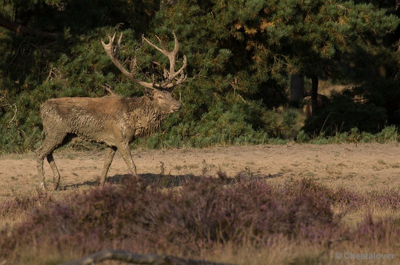 _DSC6791.JPG - Park de Hoge Veluwe