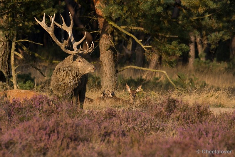 _DSC6852.JPG - Park de Hoge Veluwe
