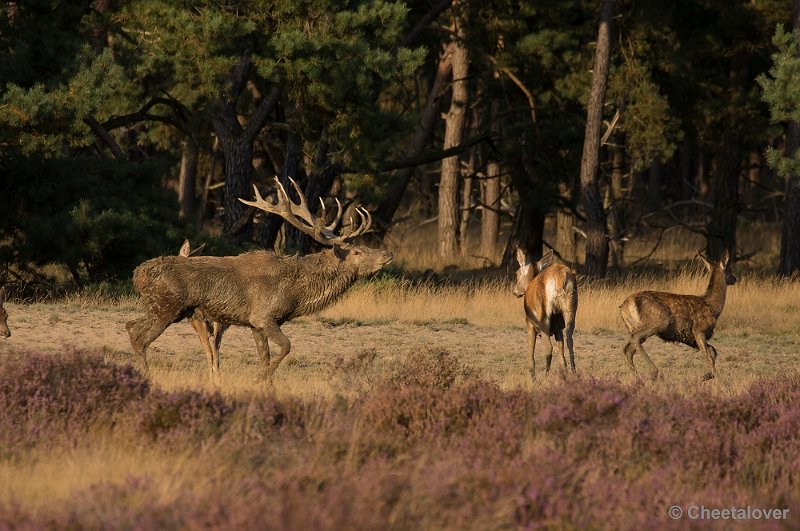 _DSC6878.JPG - Park de Hoge Veluwe