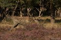 _DSC6775