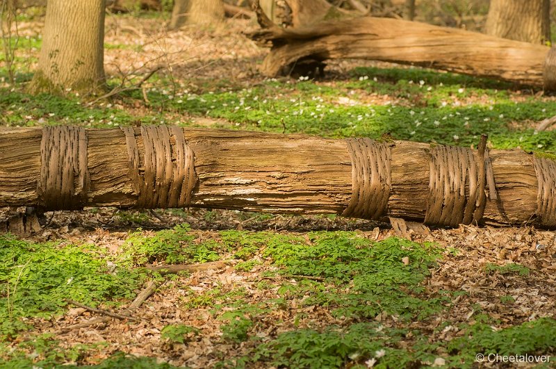 _DSC6468.JPG - De Doort
