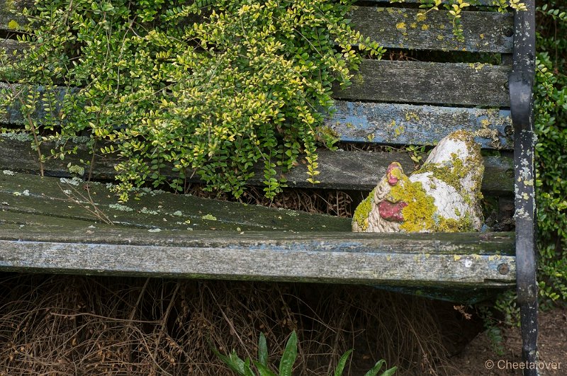 _DSC9389.JPG - Aurstralische tuin Merrigum