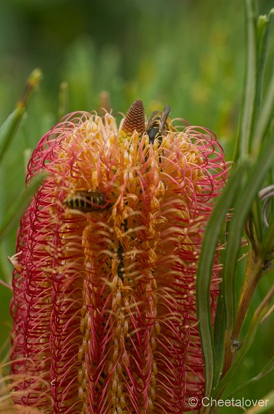 _DSC9438.JPG - Aurstralische tuin Merrigum