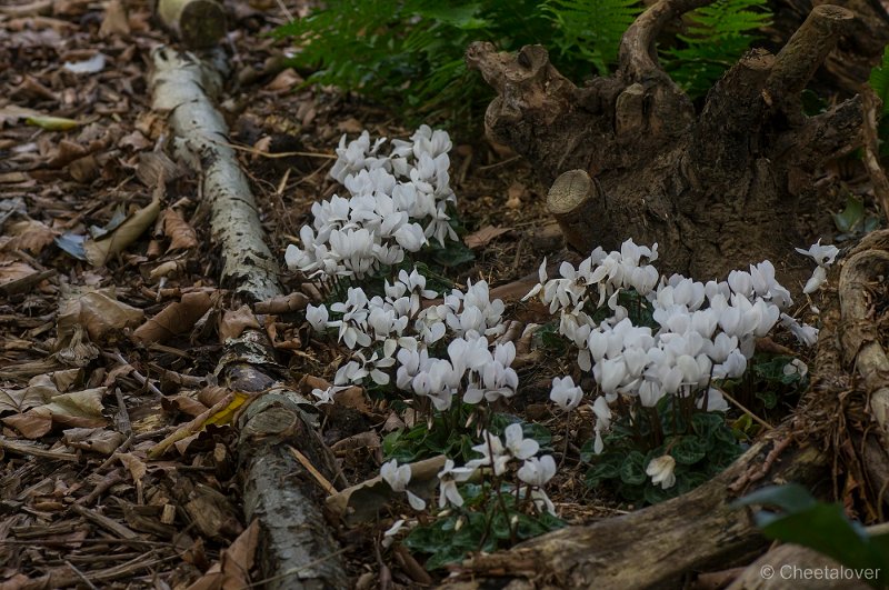 _DSC9484.JPG - Aurstralische tuin Merrigum