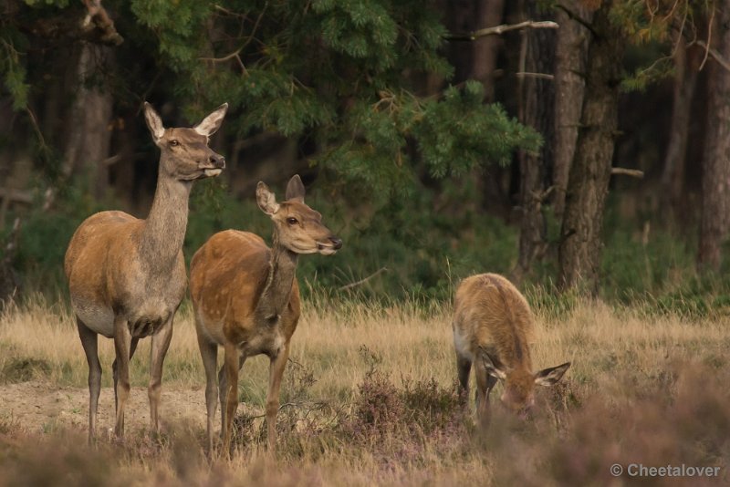 _DSC0586.JPG - Park de Hoge Veluwe