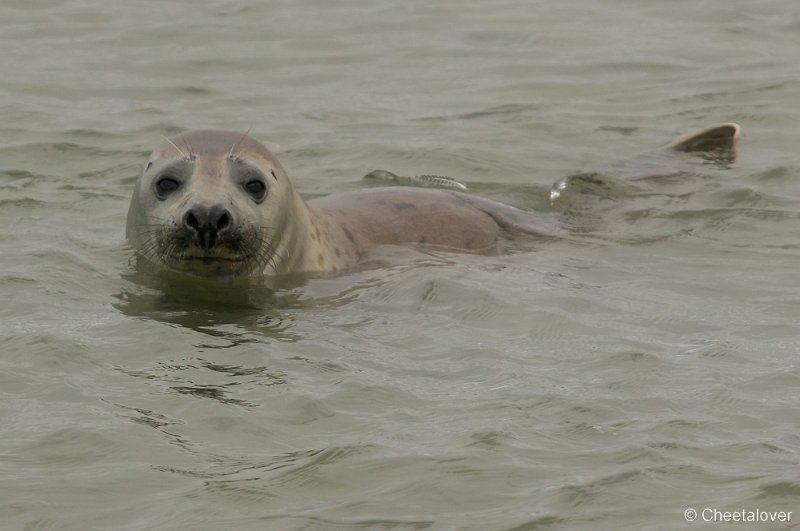 _DSC1329.JPG - Zeehonden