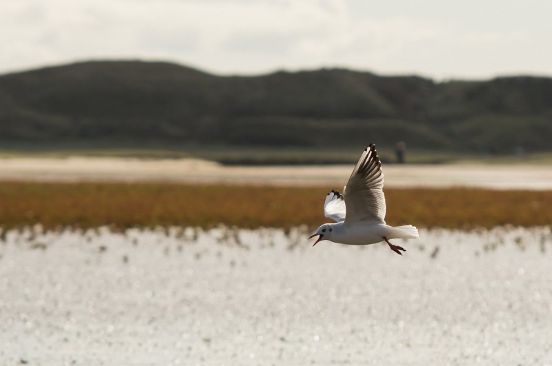 _DSC1171.JPG - Texel