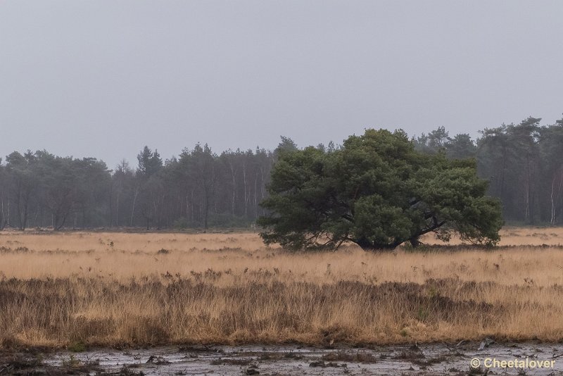 P1260771.JPG - Strabrechtse Heide