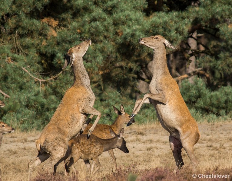 _DSC0178.JPG - Park de Hoge Veluwe