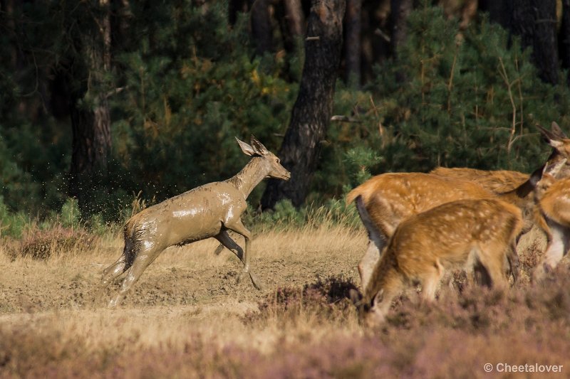 _DSC0248.JPG - Park de Hoge Veluwe