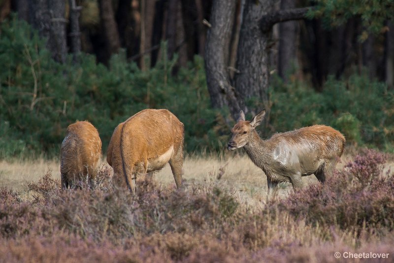 _DSC0253.JPG - Park de Hoge Veluwe