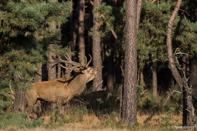 _DSC0430.JPG - Park de Hoge Veluwe