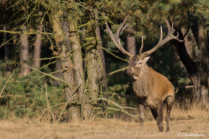 _DSC0463.JPG - Park de Hoge Veluwe