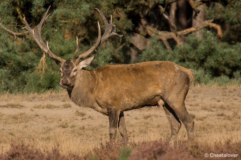 _DSC0491.JPG - Park de Hoge Veluwe